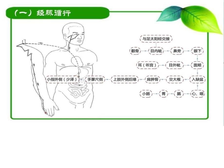 项目二之任务二之手太阳小肠经_第5页