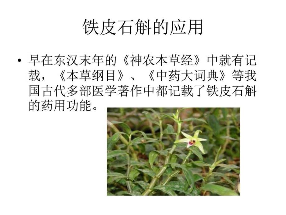 救命仙草铁皮石斛中医中药医药卫生专业资料_第3页