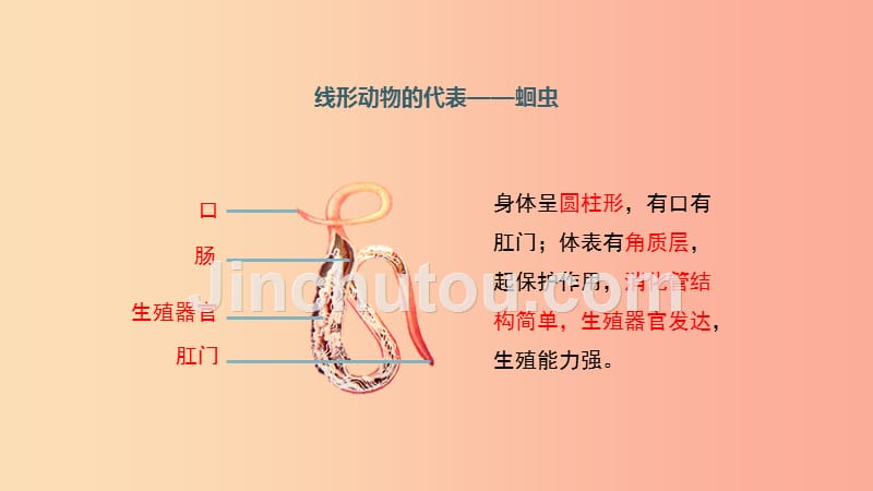 八年级生物上册5.1.2线形动物和环节动物第1课时课件 新人教版_第5页