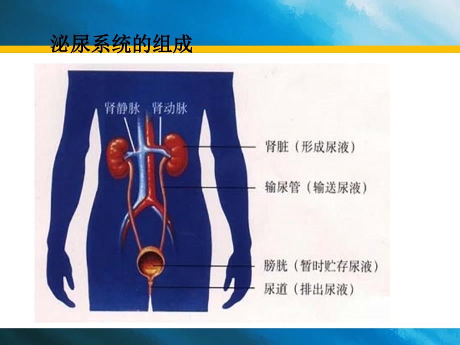 尿形成和排出1_第4页