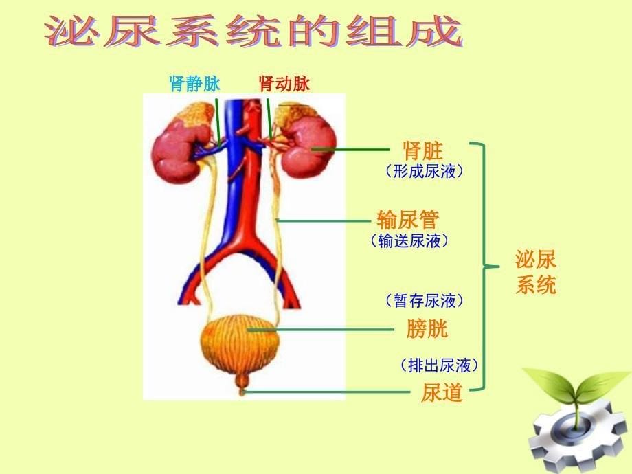 尿形成和排出1_第5页