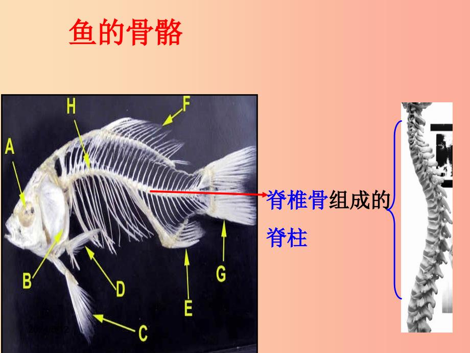 2019-2020年八年级生物上册 5.1.4鱼课件新人教版_第2页