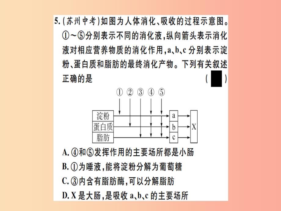 2019春八年级生物下册 专题五 人体的营养和呼吸习题课件新人教版_第4页