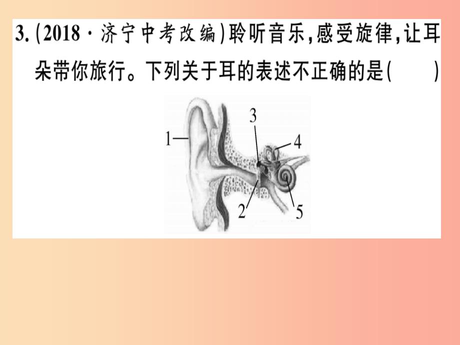 2019七年级生物下册第四单元第六章人体生命活动的调节小结与复习习题课件 新人教版_第4页