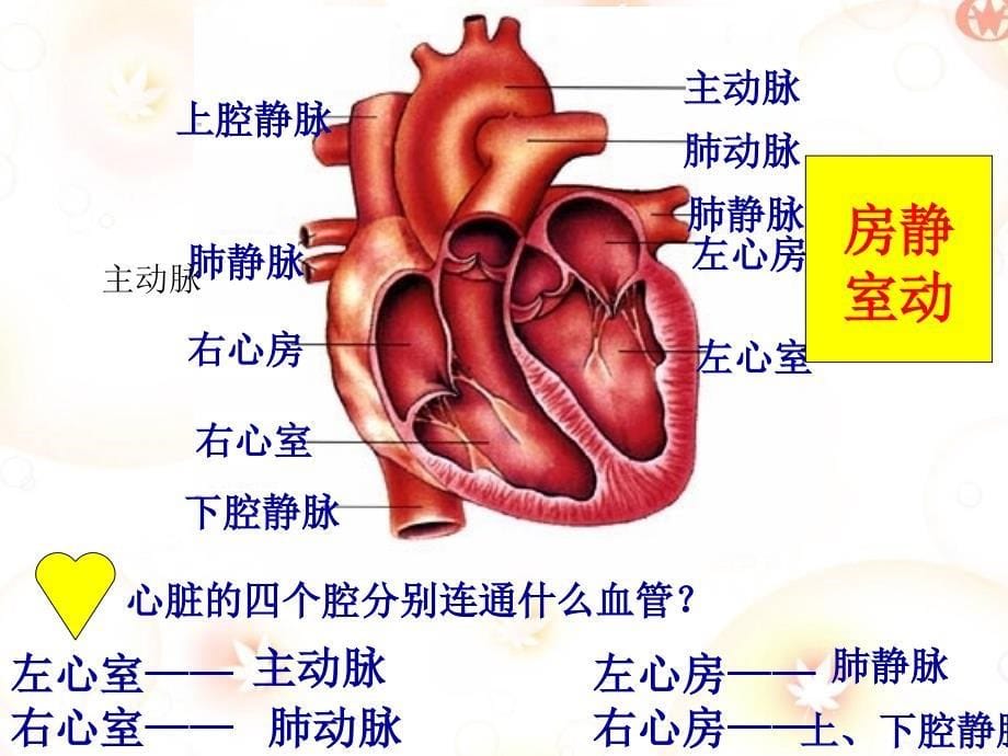 输送血液的泵—心脏(公开课)_第5页