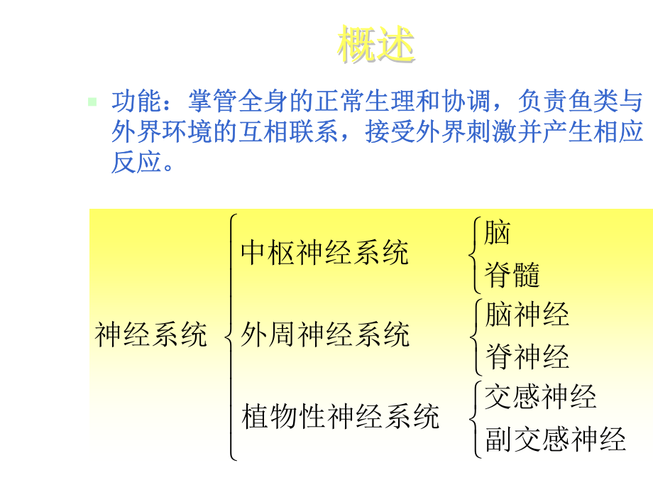 形态部分：神经系统2017_第2页