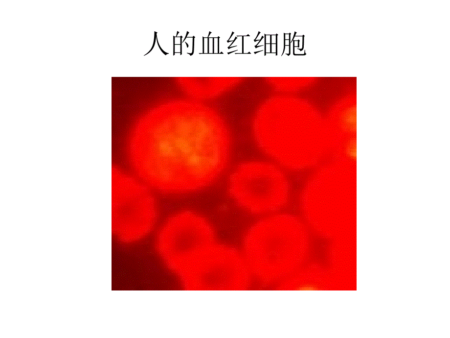 六年级上册科学课件－1.4搭建生命的积木苏教版_第3页