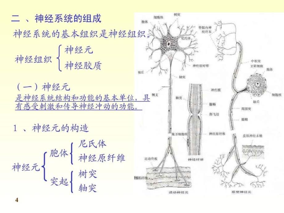 神经系统 nervous system_第4页