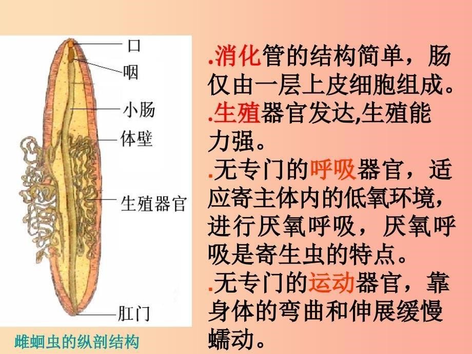 八年级生物上册 第五单元 第一章 第二节 线形动物和环节动物课件1新人教版_第5页