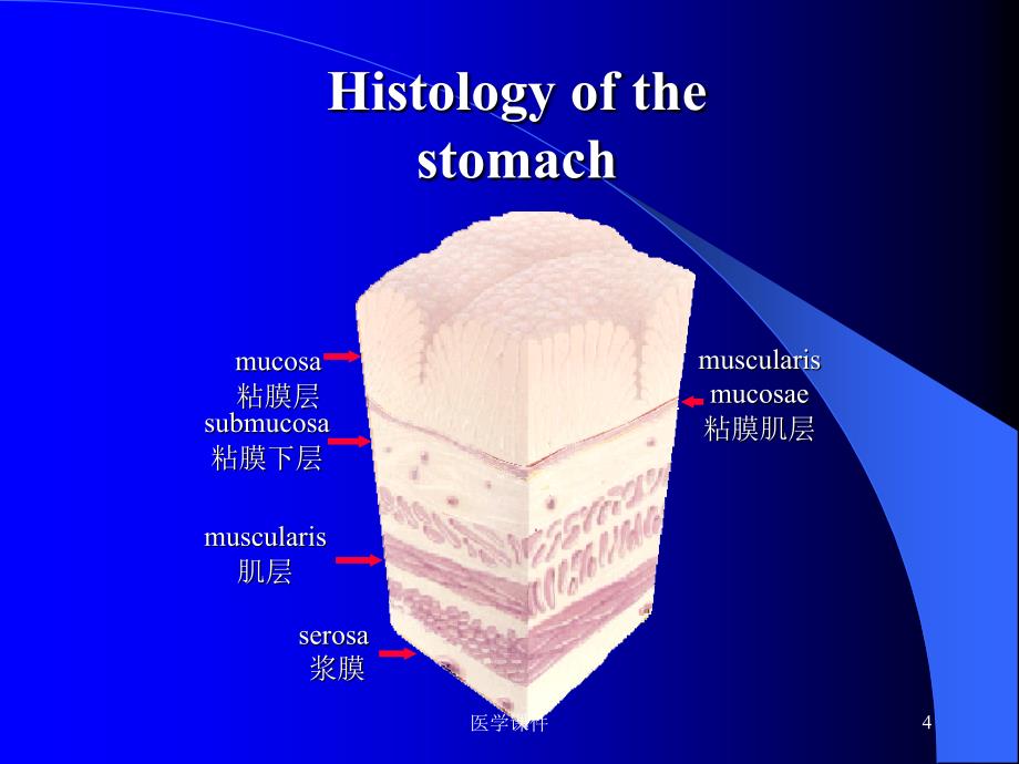 (病理学)实验--消化系统疾病实验 课件_第4页