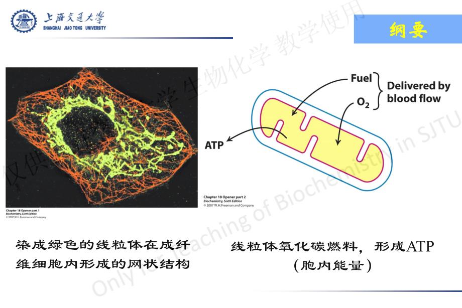 上海交通大学生物化学d类课件糖异生_第2页