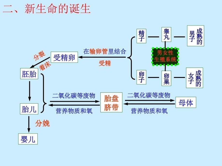 浙教版七年级下册科学第一章代代相传的生命__第5页