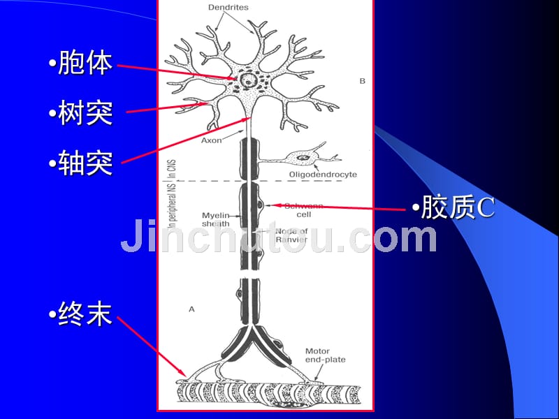 组织胚胎学课件-神经组织_第5页