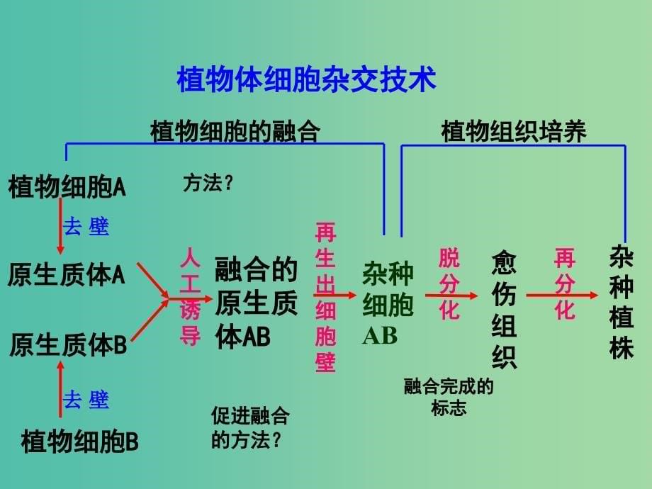 高中生物 专题2 细胞工程 2.1《植物细胞工程》（第2课时）植物细胞工程的实际应用课件 新人教版选修3_第5页