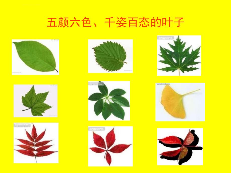 有趣的树叶拼贴画.ppt_第3页