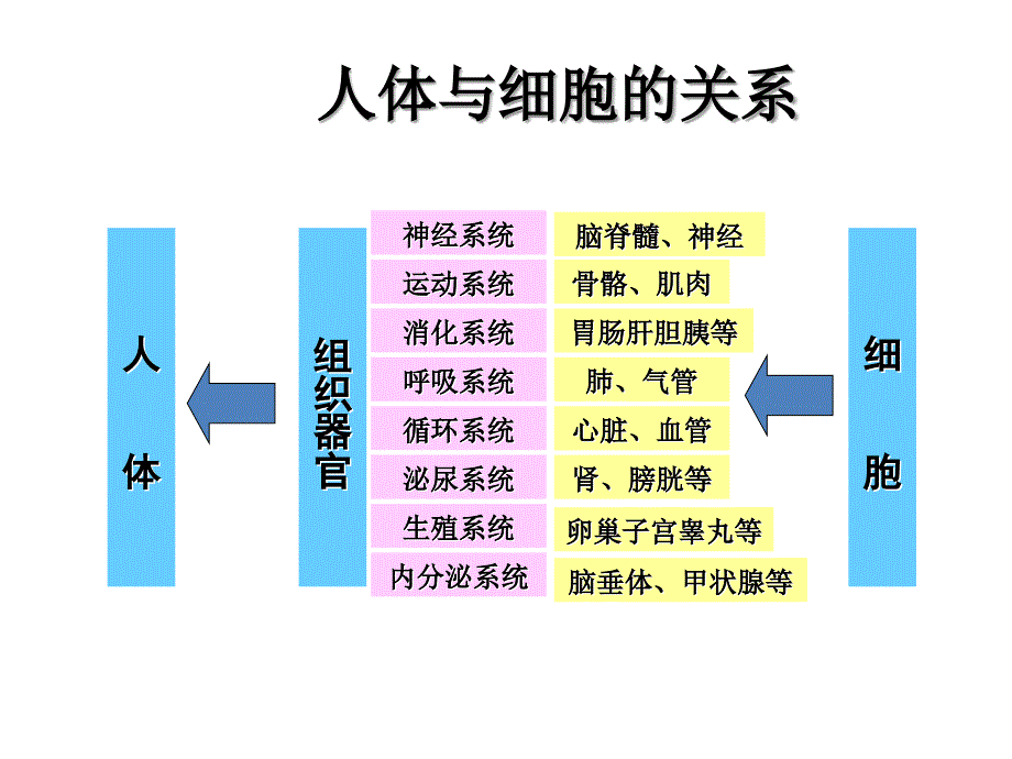 细胞营养与健康.ppt_第3页