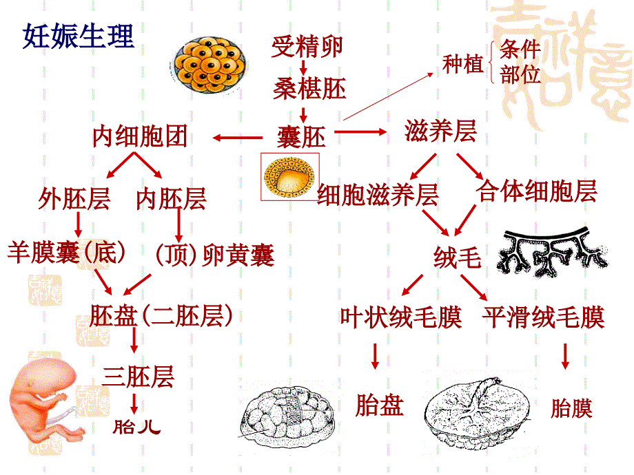 妇产科护理课件妊娠生理保健与护理.ppt_第3页