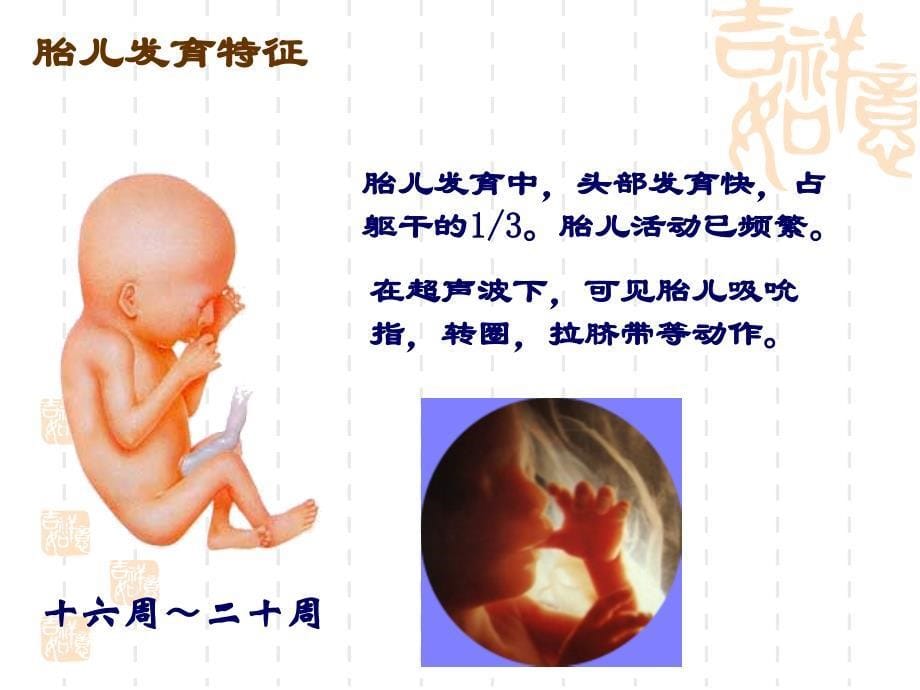 妇产科护理课件妊娠生理保健与护理.ppt_第5页