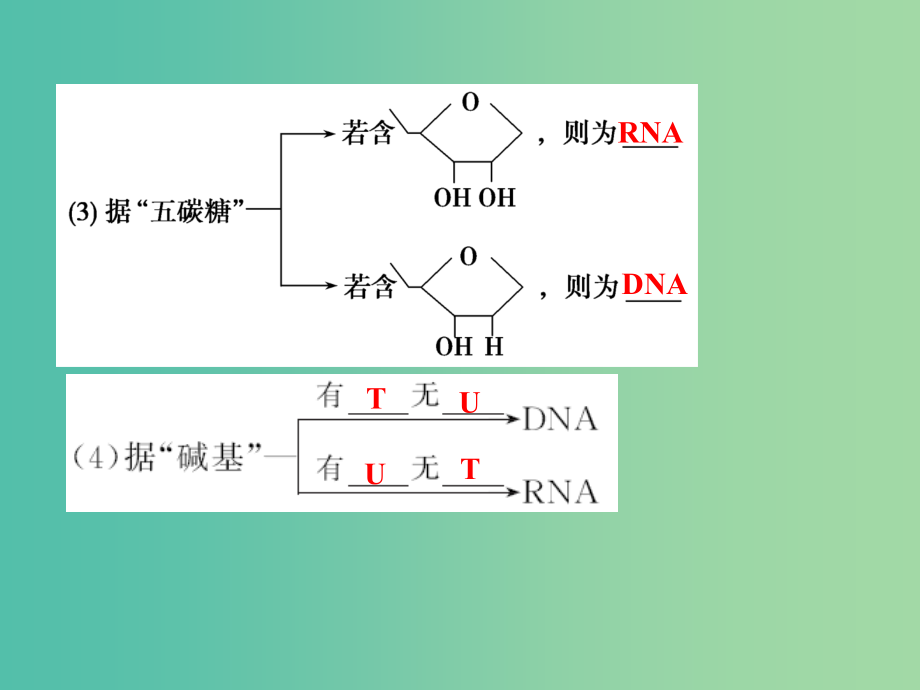 高考生物一轮复习 第六单元 遗传的分子基础 第19讲 基因控制蛋白质的合成及与性状的关系课件_第3页