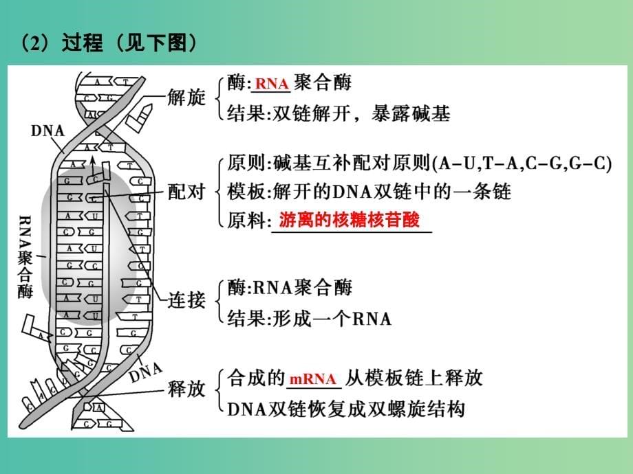 高考生物一轮复习 第六单元 遗传的分子基础 第19讲 基因控制蛋白质的合成及与性状的关系课件_第5页