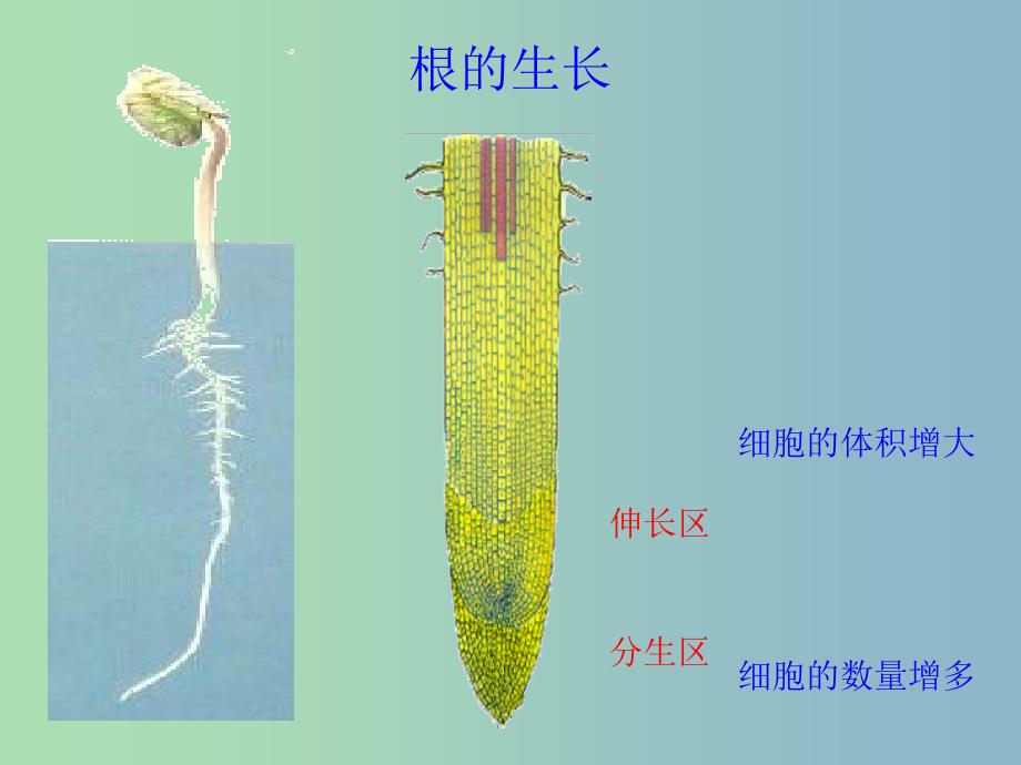 七年级生物上册 第3单元 第2章 第2节《植株的生长》课件 （新版）新人教版_第3页