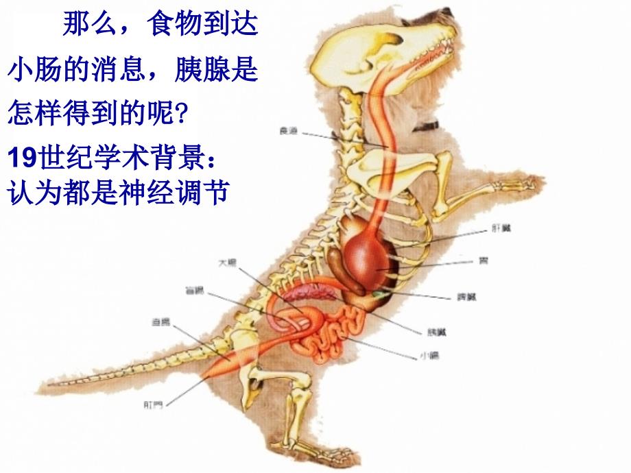 高中生物 2.2 体液调节之激素调节课件 新人教版必修3_第3页