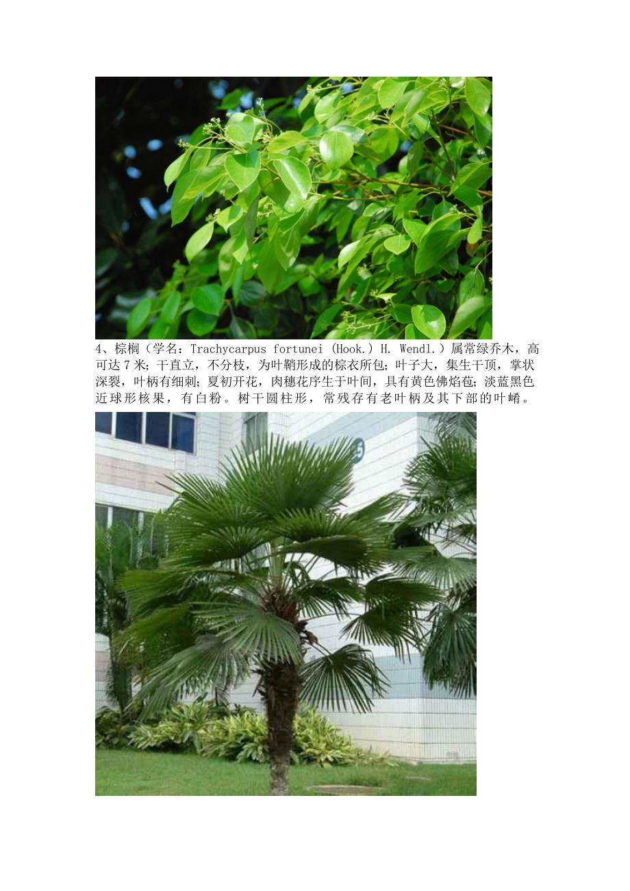 武汉地区常见园林植物资料_第3页