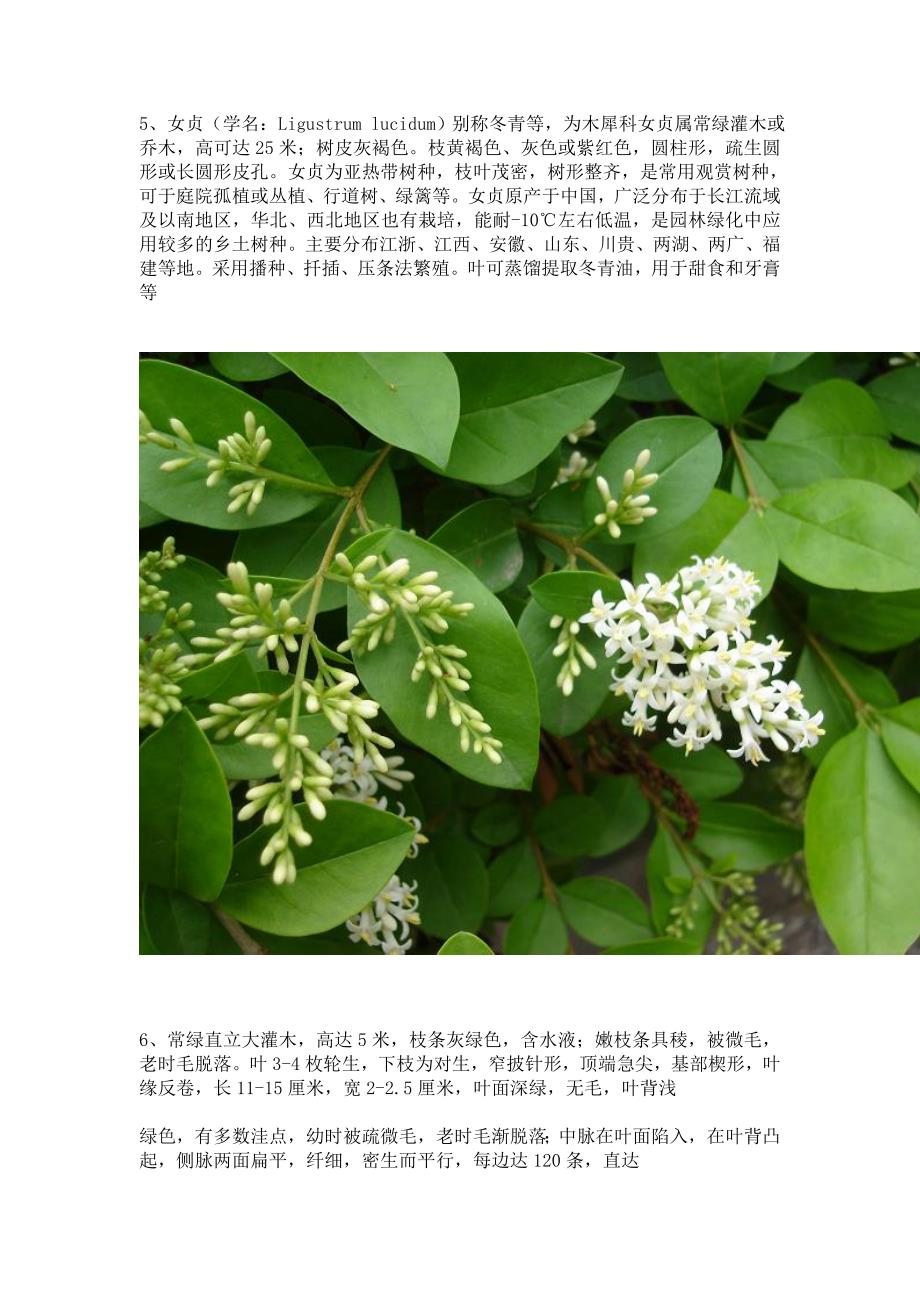 武汉地区常见园林植物资料_第4页