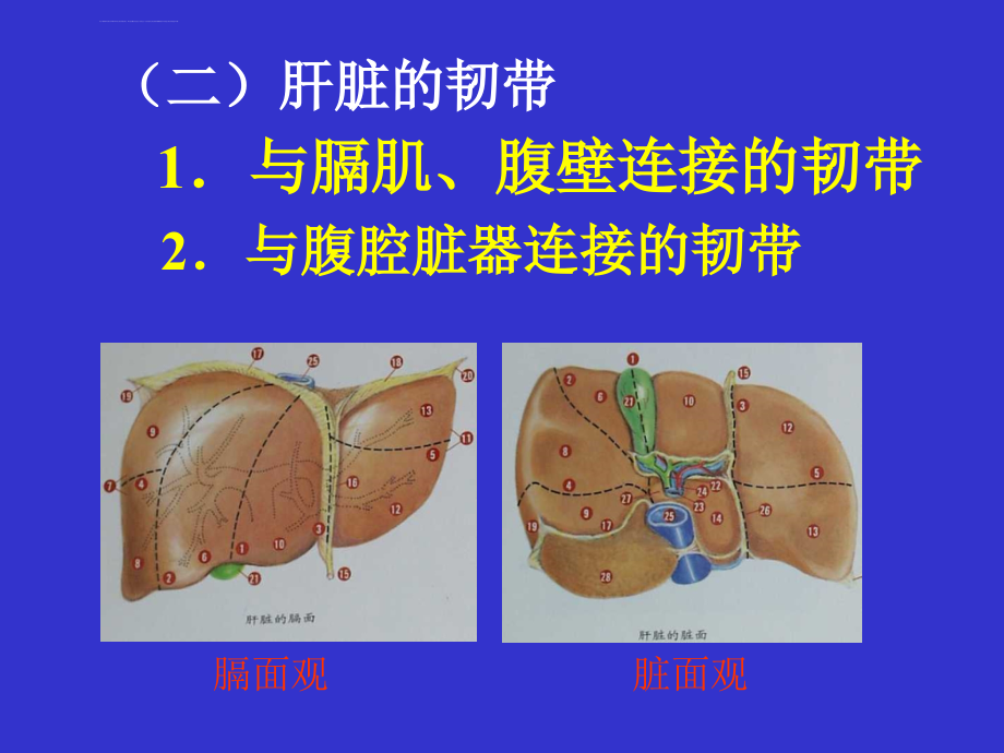 肝癌的外科治疗.ppt_第4页