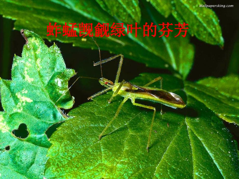 高中生物 5.2 细胞的能量通货-atp课件 新人教版必修1_第3页