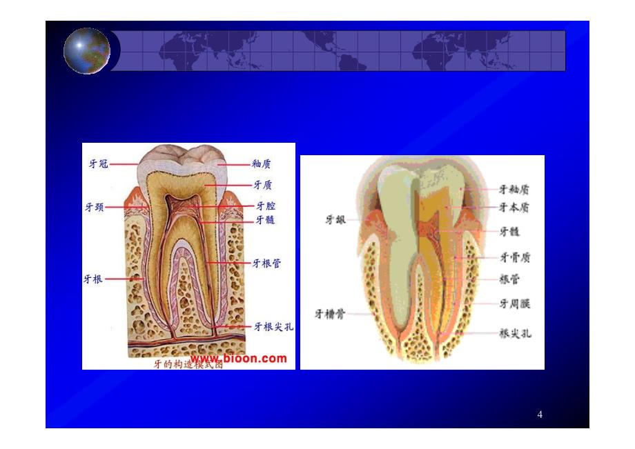 眼耳鼻咽喉口腔科护理学口腔内科病人的护理(一)_第4页