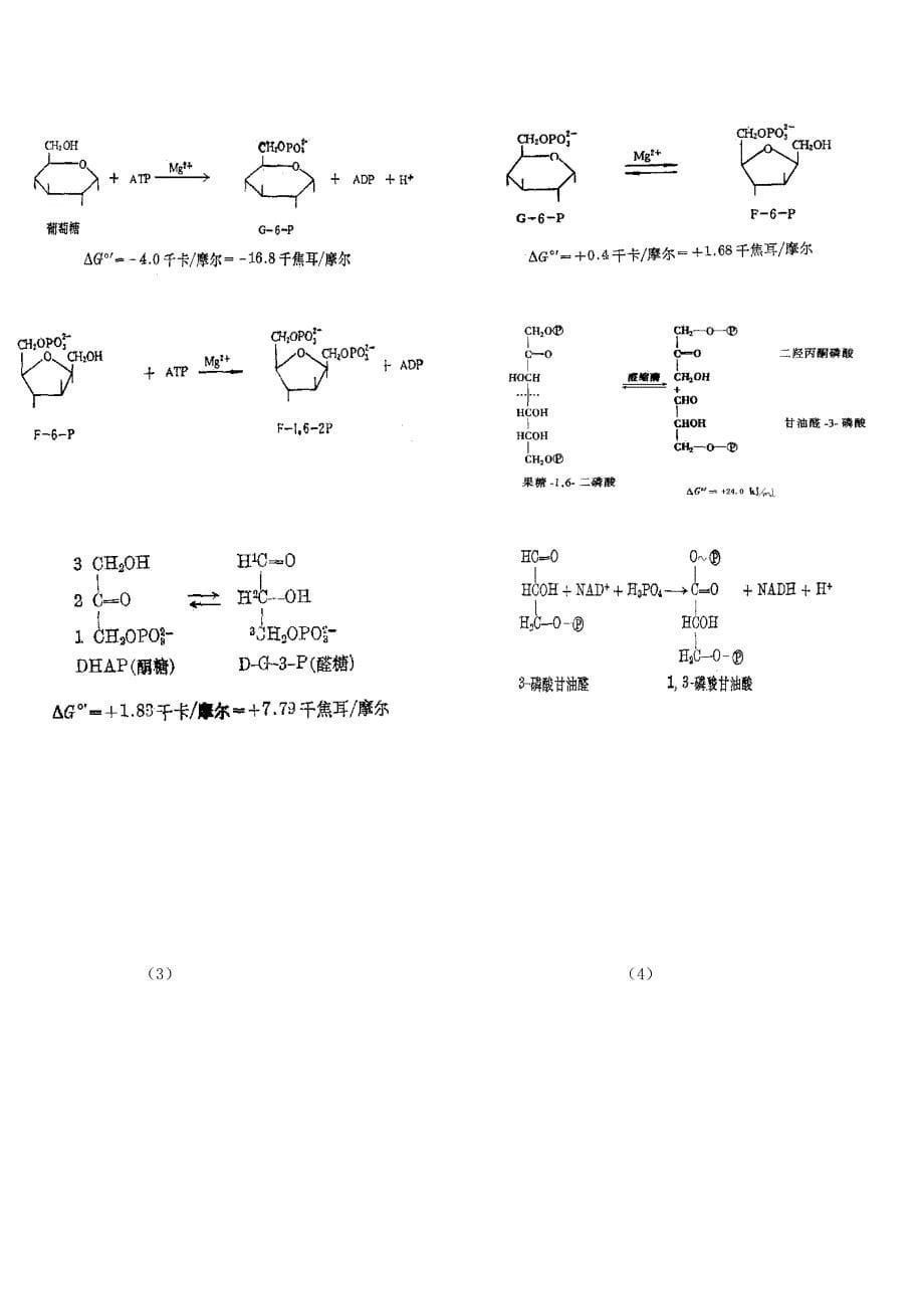 生物化学考试重点43488资料_第5页