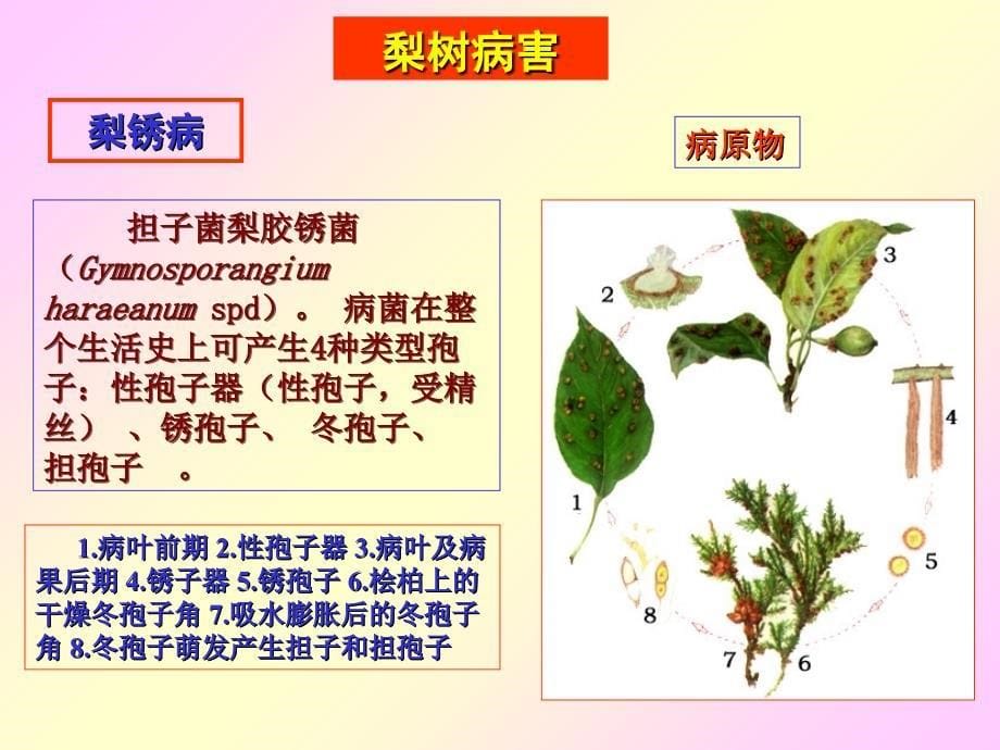 梨树和桃树病害.ppt_第5页