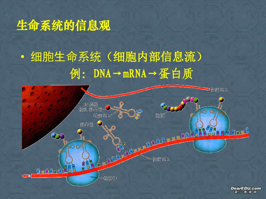 高二生物必修三-第五章-生态系统-第四节-生态系统的信息传递-新课标-人教版.ppt_第4页