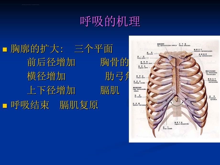 呼吸运动及排痰能力训练[1].ppt.ppt_第5页