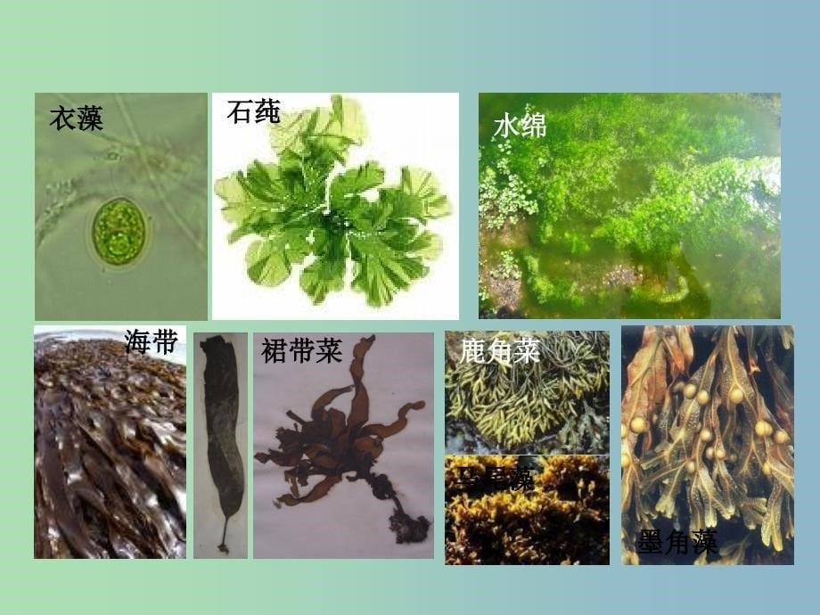 八年级生物下册 22.3 植物的主要类群课件1 北师大版_第5页