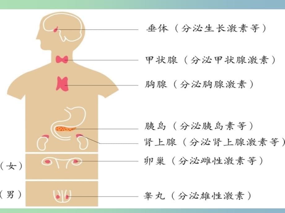 七年级生物下册 5.1 人体的激素调节课件 （新版）济南版_第5页