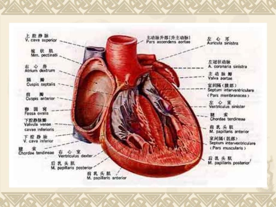 心血管外科手术配合_第5页