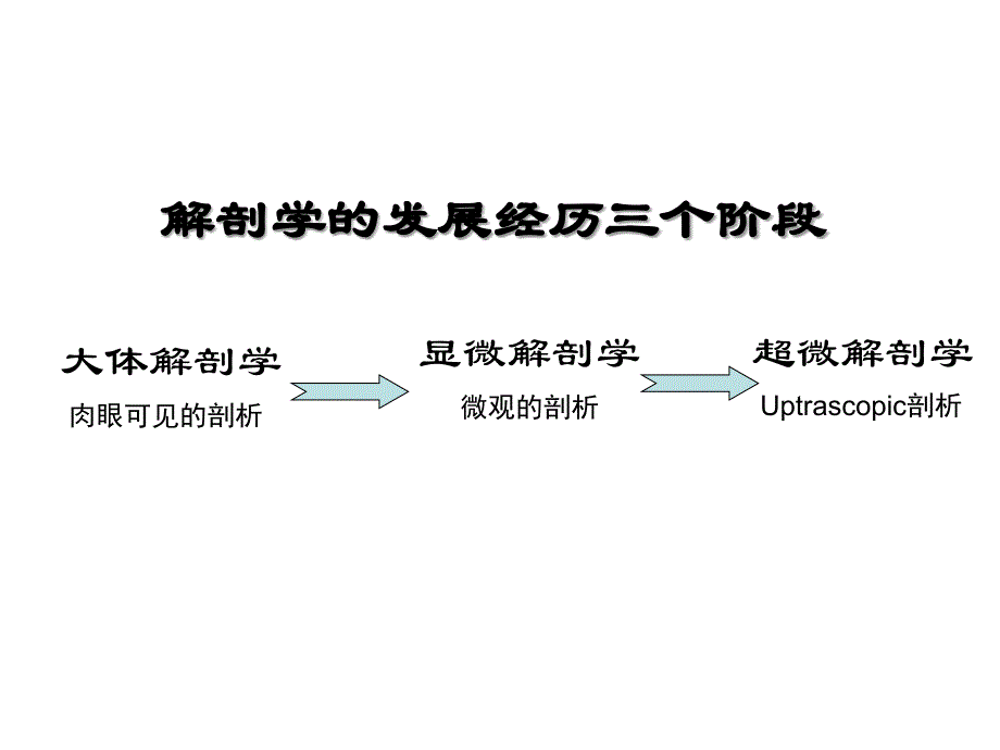 爱爱医资源-系统解剖学(第七版)ppt课件下载.ppt_第4页