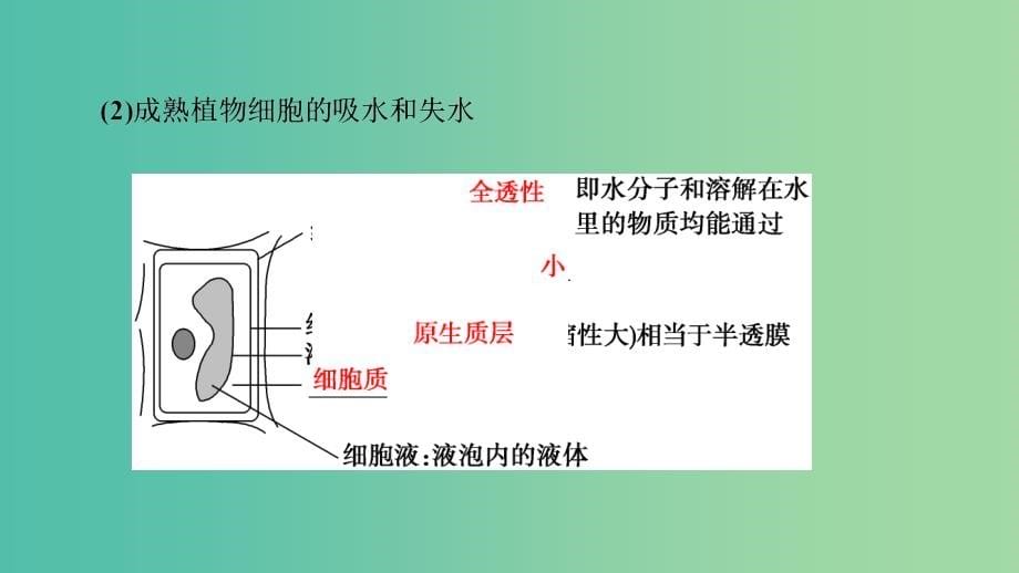 高考生物大一轮复习第二单元细胞的结构与物质的输入和输出第3讲物质跨膜运输的实例和方式课件_第5页