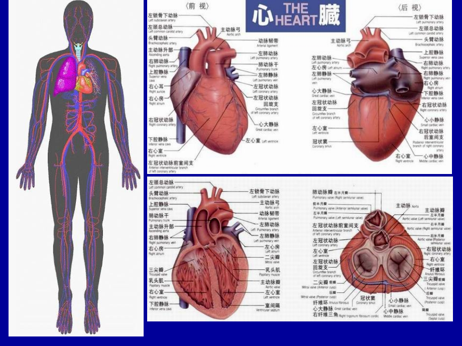 心脏与大血管影像诊断(1).ppt_第2页