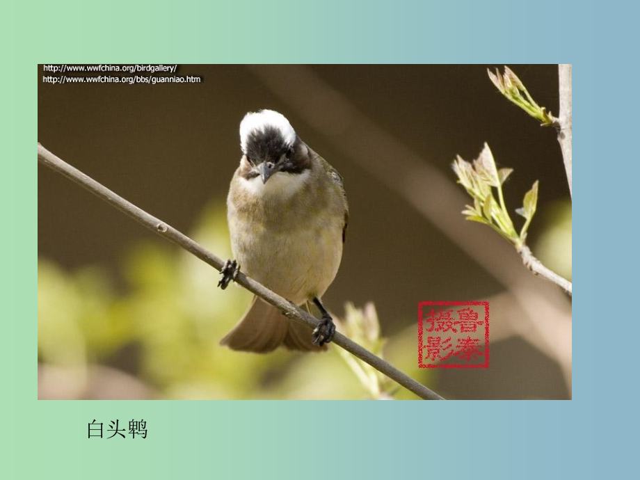 八年级生物下册 21.5 鸟类的生殖与发育课件1 （新版）苏教版_第3页