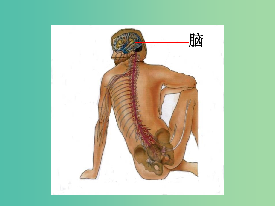 高中生物 第二章 第一节 通过神经系统的调节（一）课件 新人教版必修3_第3页