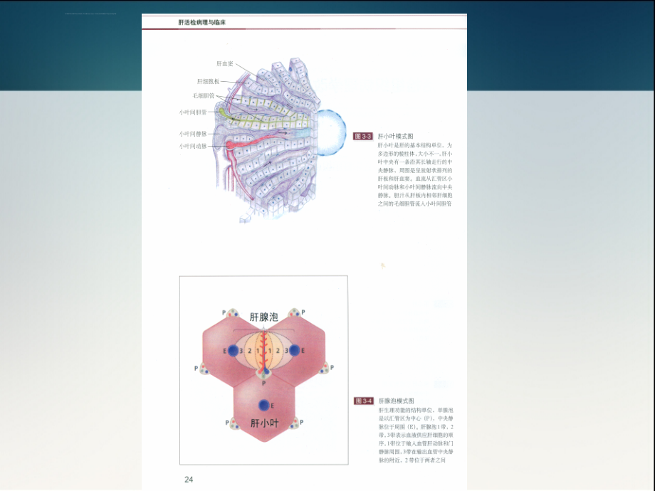 病毒性肝炎与肝癌关系-北京肝癌治疗医院.ppt_第4页