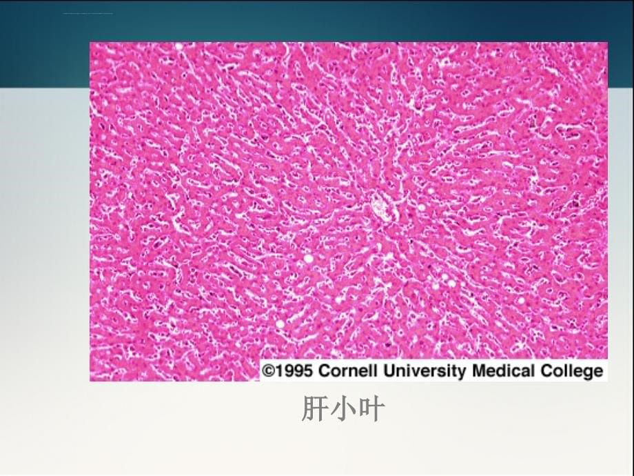 病毒性肝炎与肝癌关系-北京肝癌治疗医院.ppt_第5页