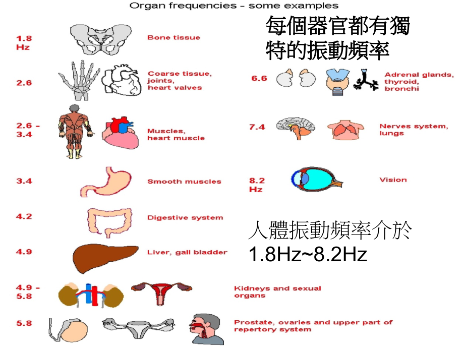 初阶教育训练-器官图片分析.ppt_第2页