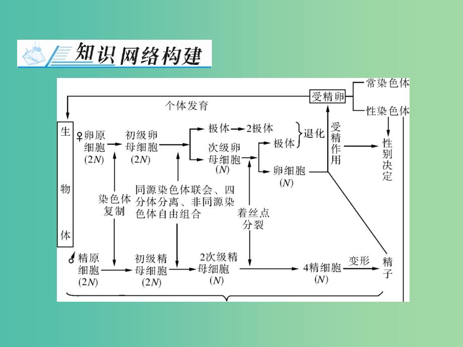 高考生物一轮总复习 第2章 基因和染色体的关系章末知识提升课件（必修2）_第2页