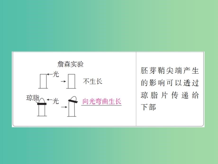 高考生物一轮复习第29讲植物激素调节课件_第5页