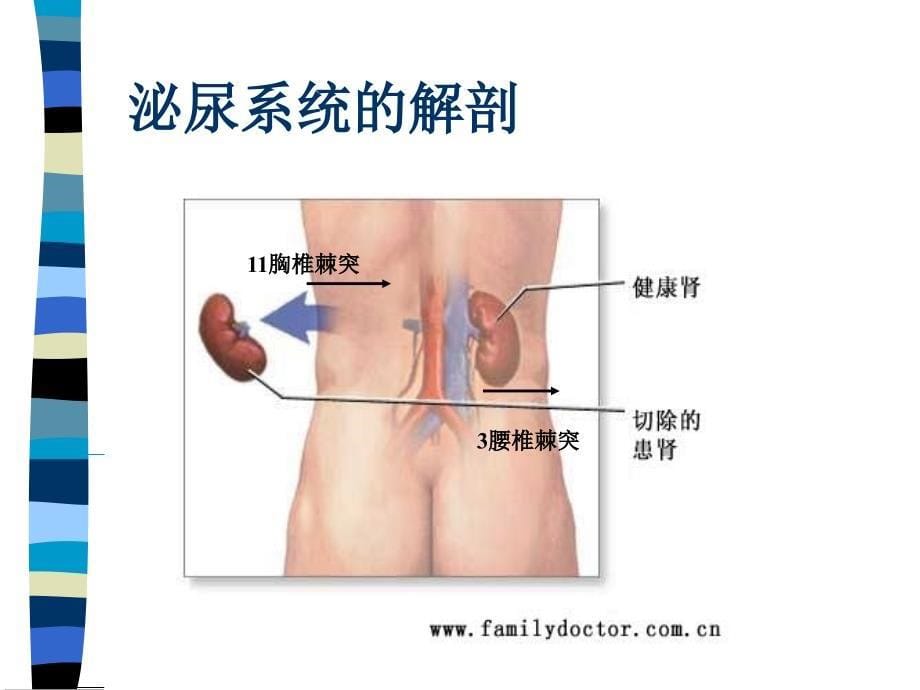 泌尿系讲稿总论2010-10-9.ppt_第5页