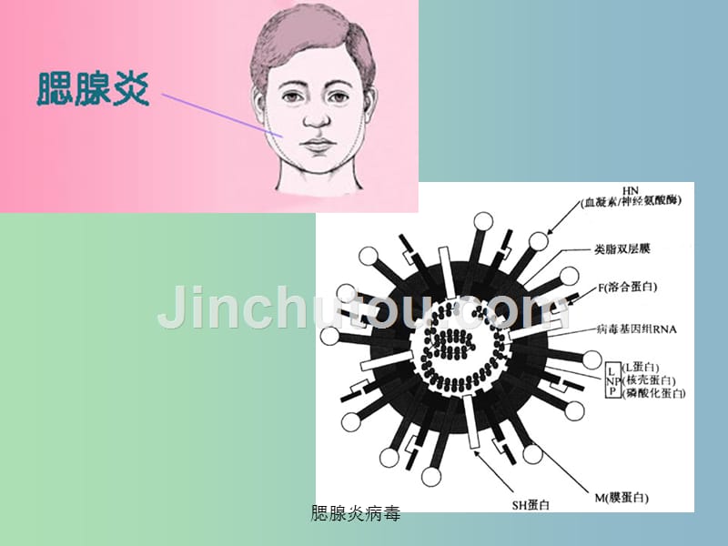 八年级生物下册 23.2 传染病的预防课件 苏科版_第5页